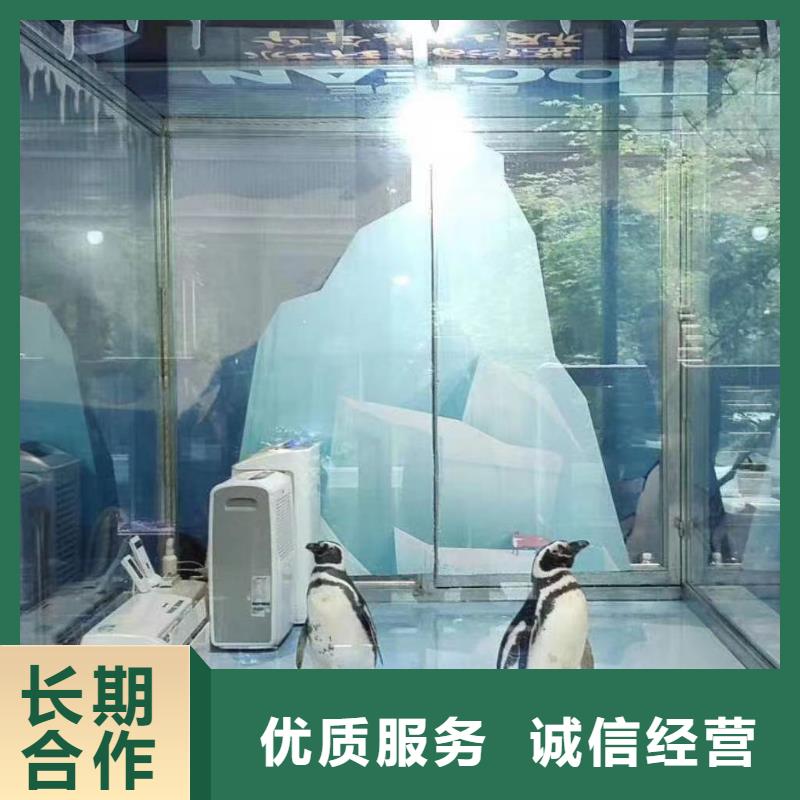【海洋主题动物表演美人鱼表演价格美丽】