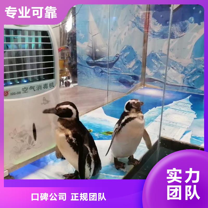 【海洋主题动物表演】海狮表演出租拒绝虚高价