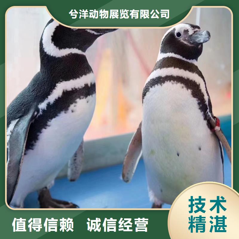 【海洋主题动物表演美人鱼表演价格美丽】