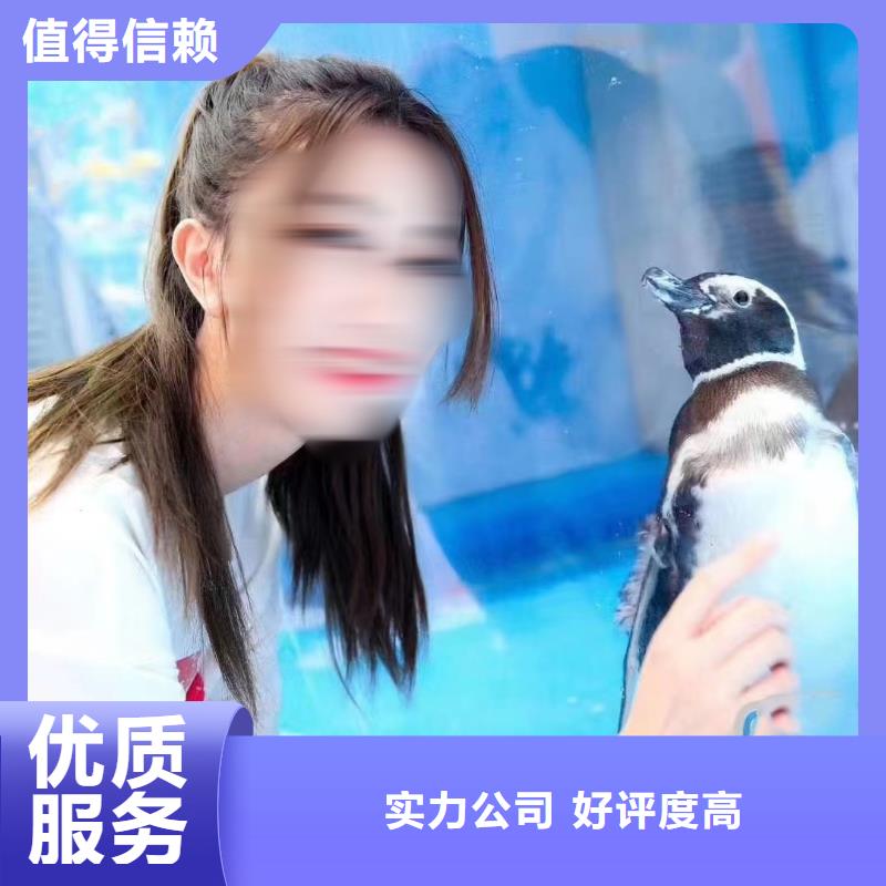 海狮表演