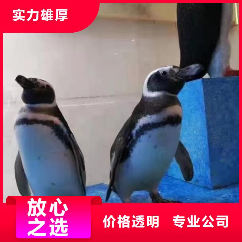 鳄鱼表演出租一手资源