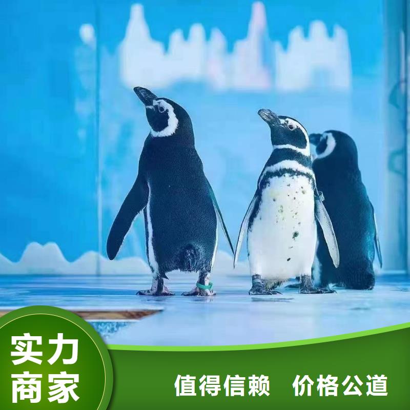 企鹅租赁厂销价优