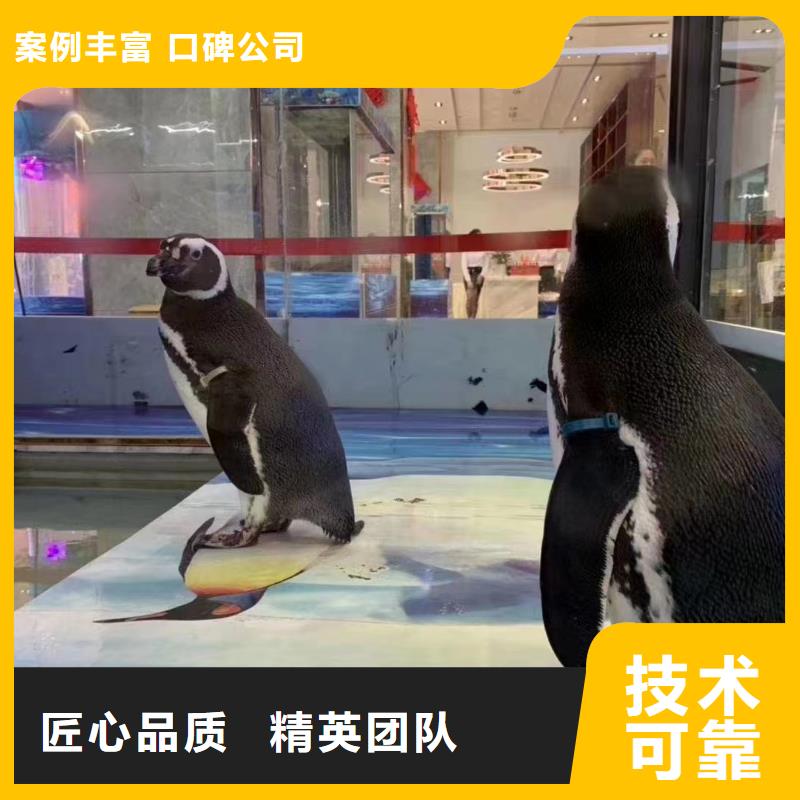 海洋主题动物表演小香猪宠物出租技术好