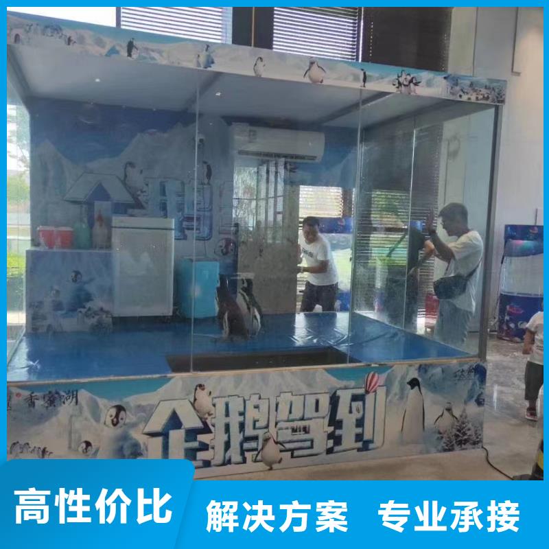 海狮表演租赁哪里有
