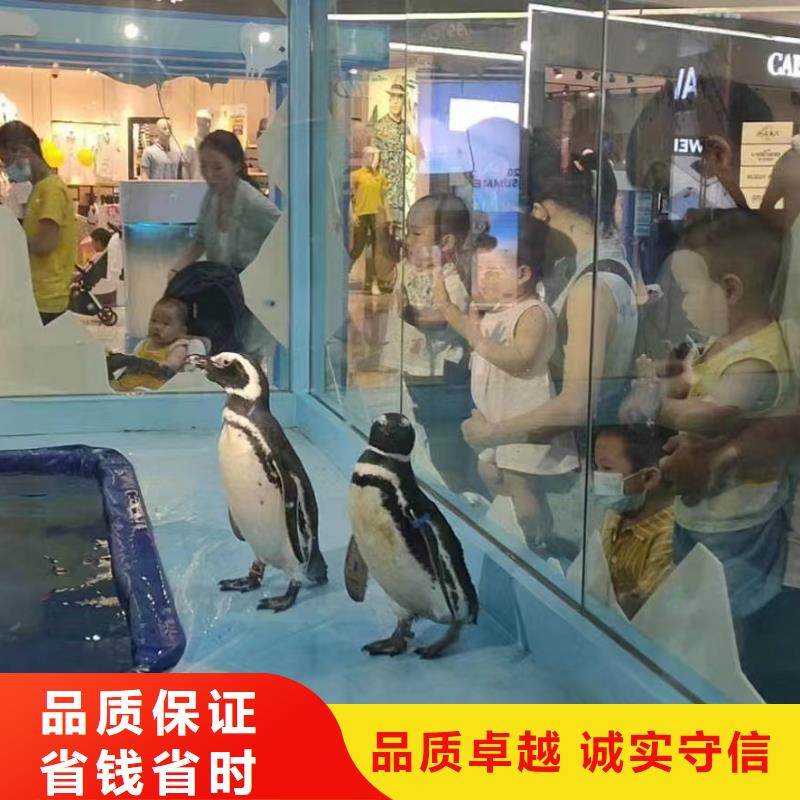 海狮表演出租