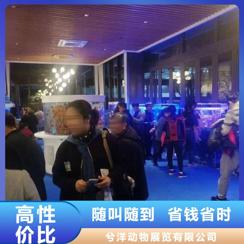 【海洋主题动物表演美人鱼表演价格美丽】