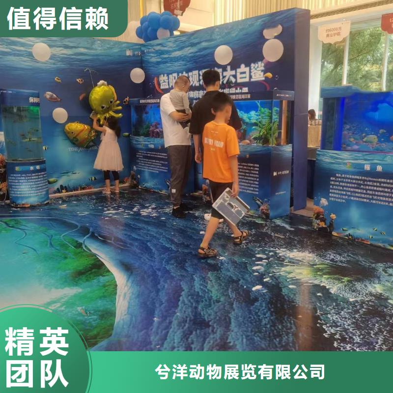 海洋主题动物表演-出租表演羊驼专业公司