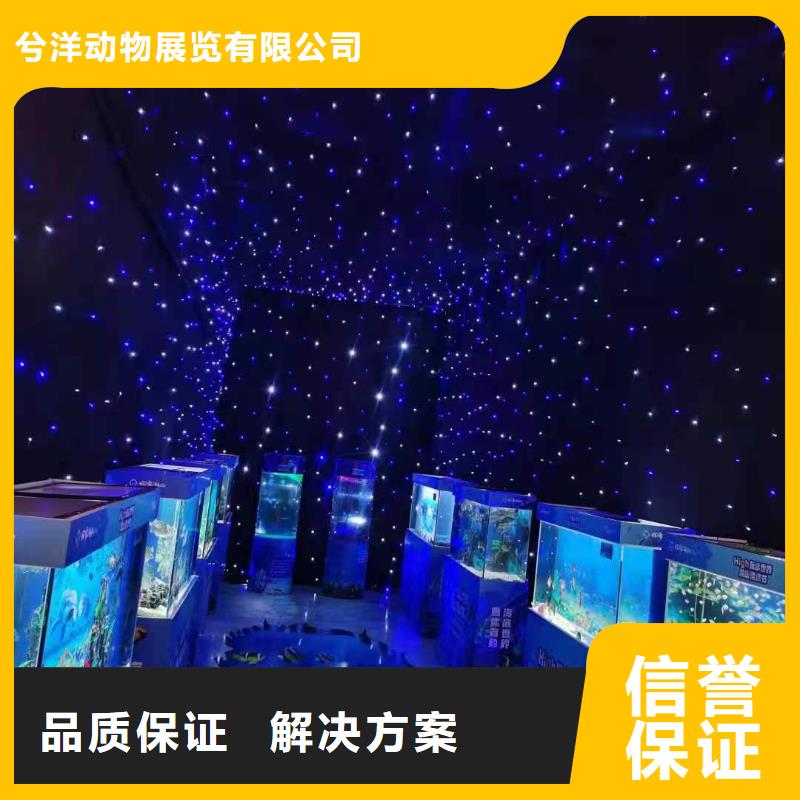 海狮表演出租公司