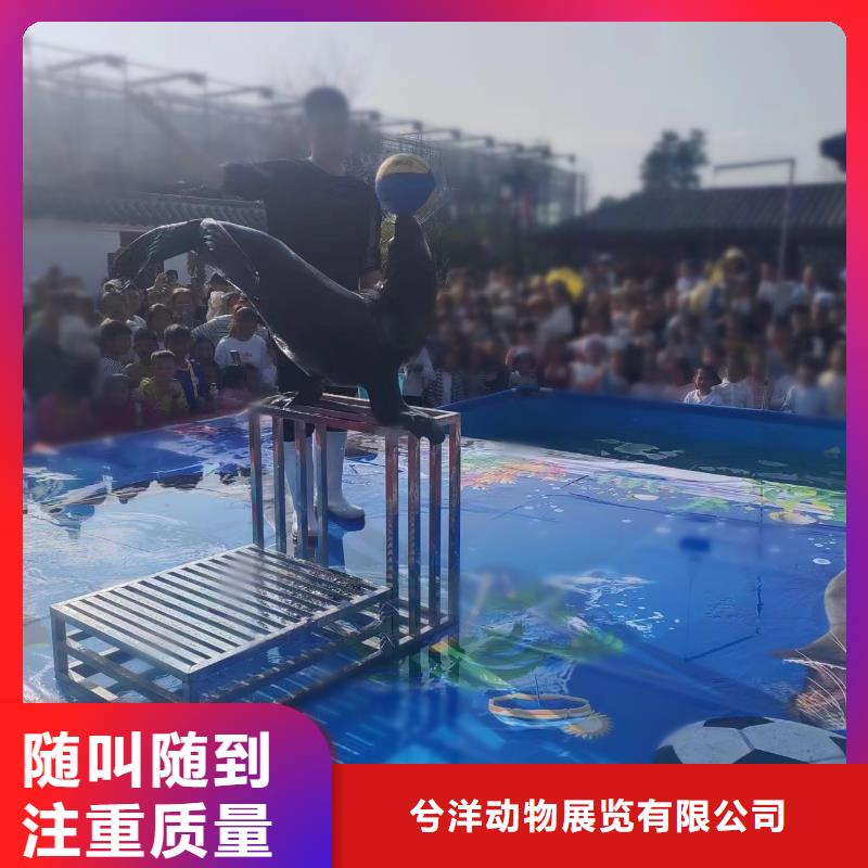 美人鱼表演出租联系电话