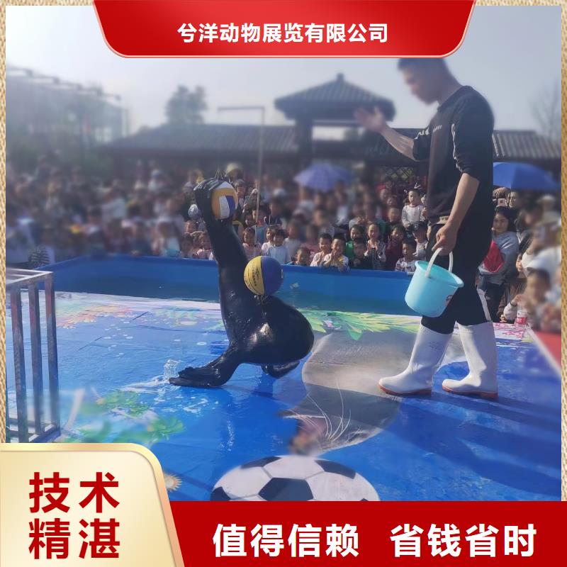 【海洋主题动物表演】海狮表演出租拒绝虚高价