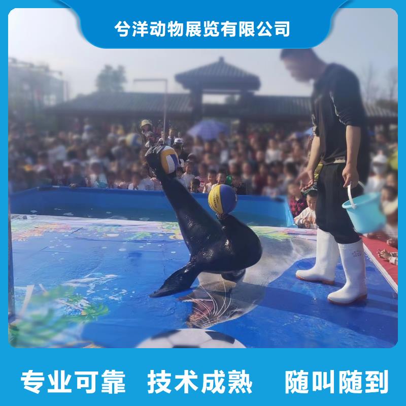 【海洋主题动物表演】企鹅出租表演质量保证