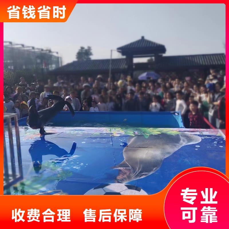 海洋主题动物表演海狮表演出租质量保证