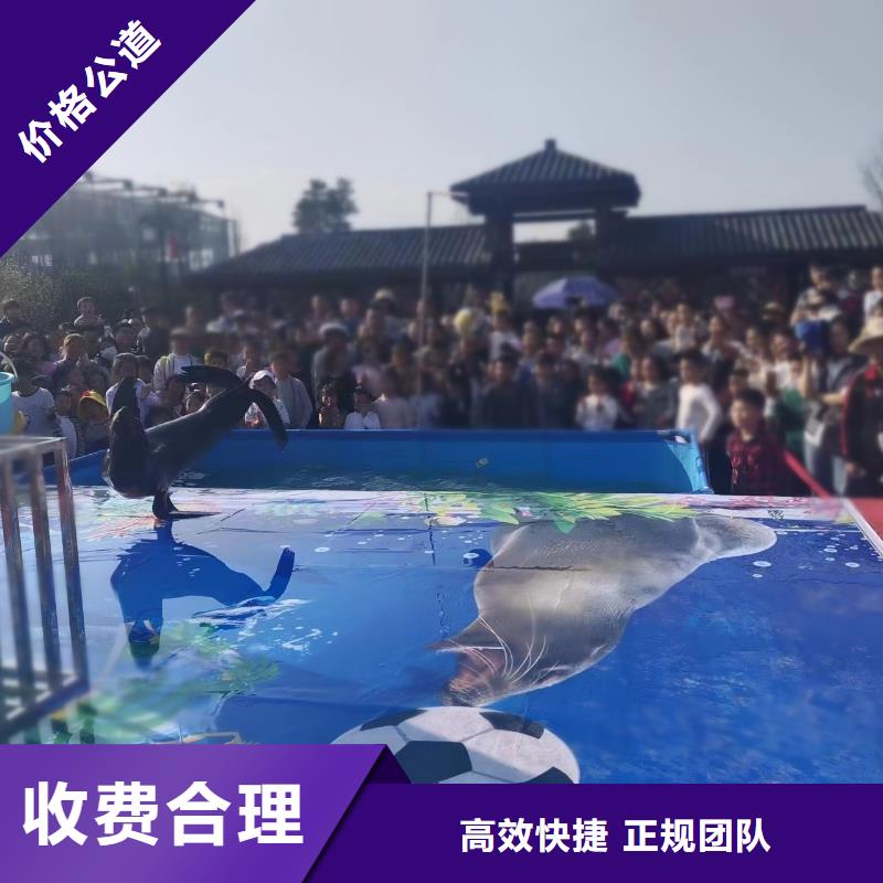 海狮表演