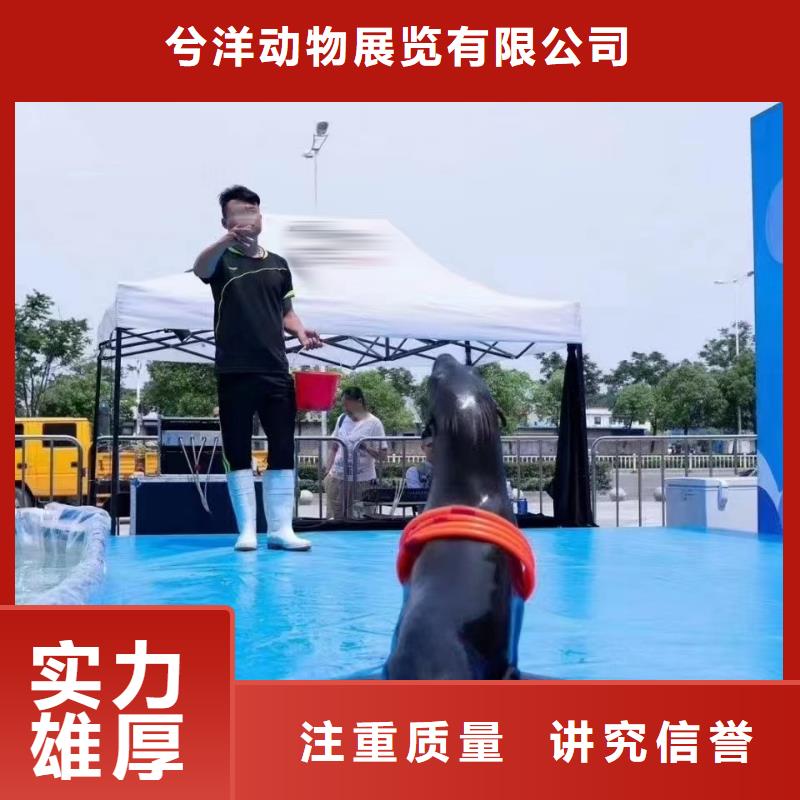 【海洋主题动物表演】海狮表演出租拒绝虚高价