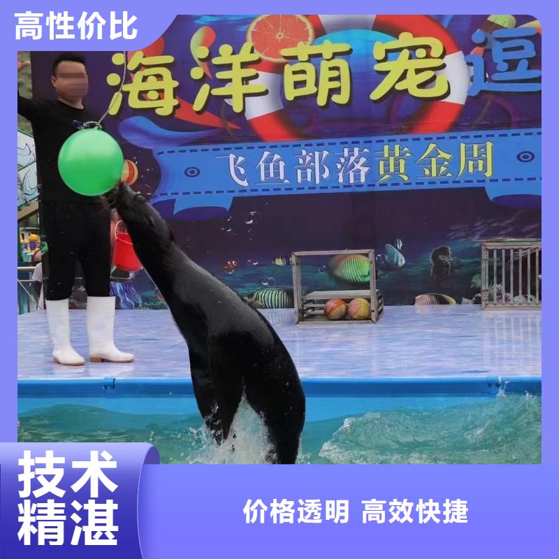 海狮表演租赁哪里有