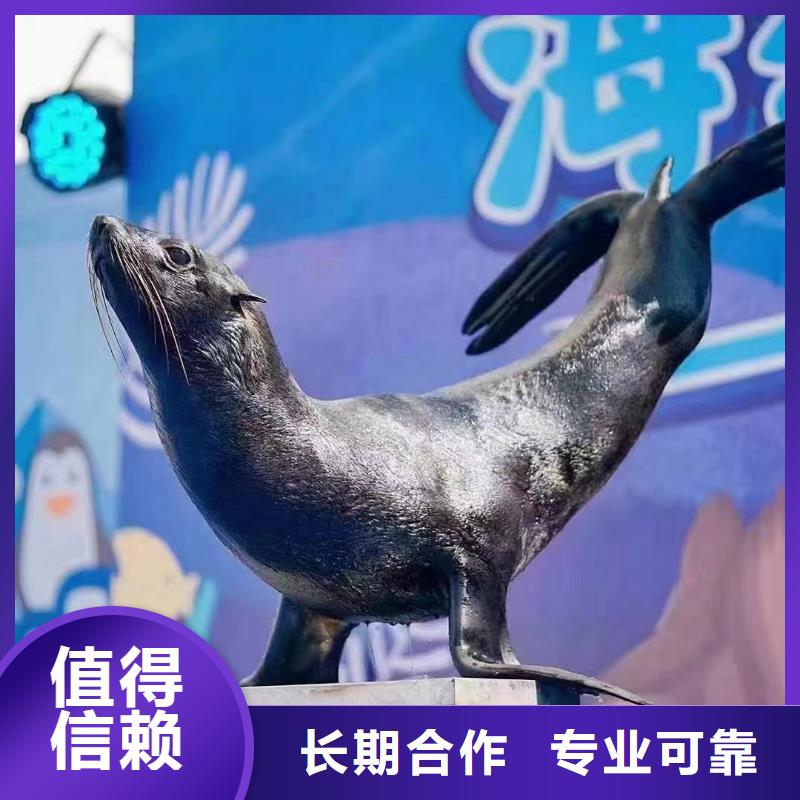 海狮表演租赁全国承接