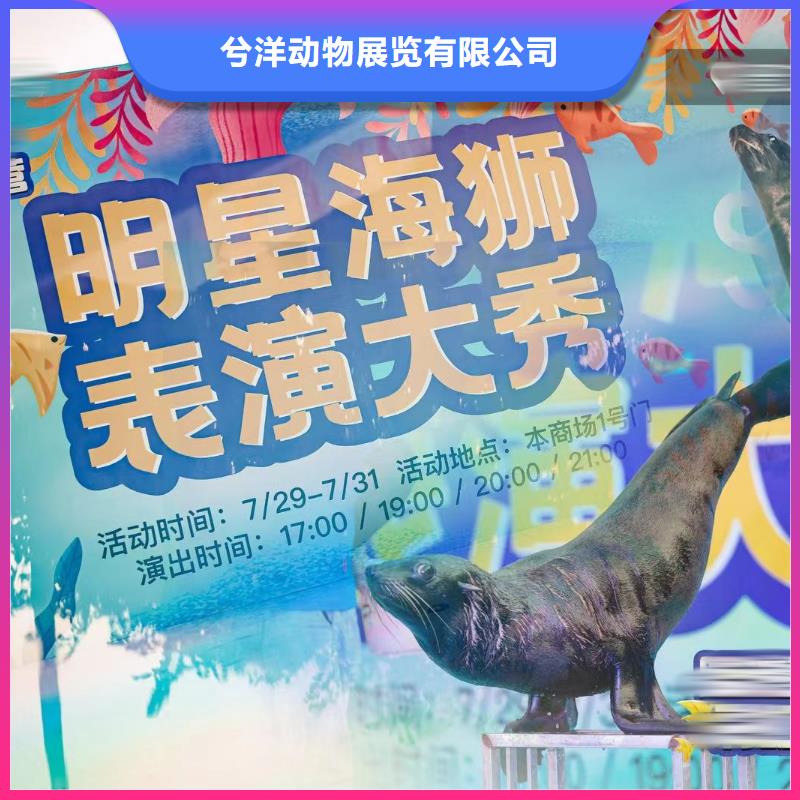 海洋主题动物表演海狮表演出租信誉良好