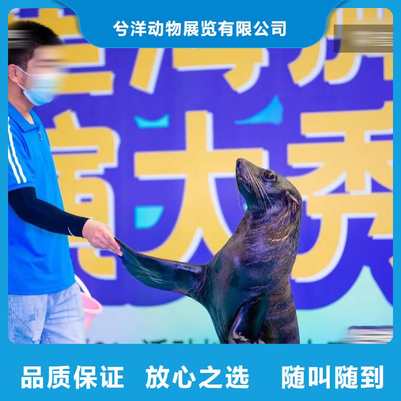 鳄鱼表演出租一手资源