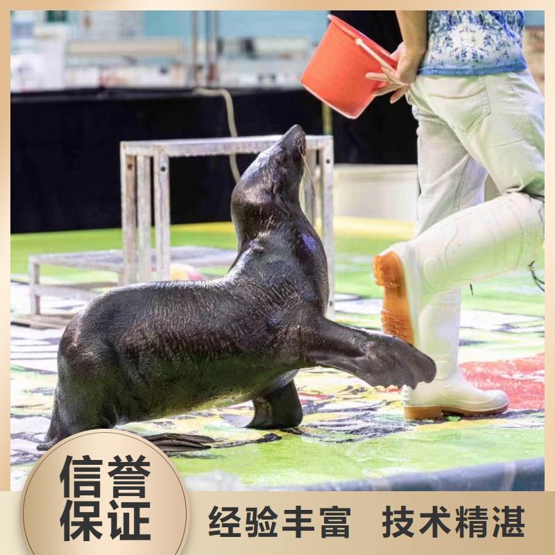 海洋主题动物表演马戏团表演出租正规