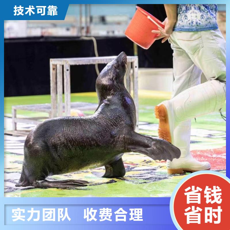 哪有出租企鹅的活动方案