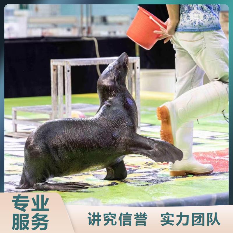租赁美人鱼表演