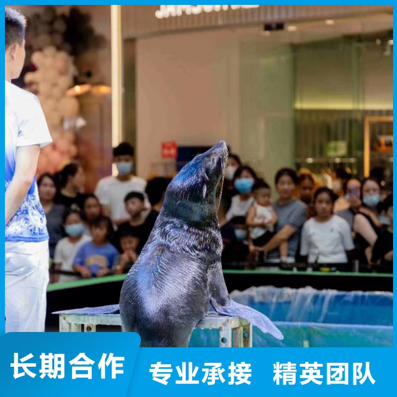 海狮出租公司丰富多彩