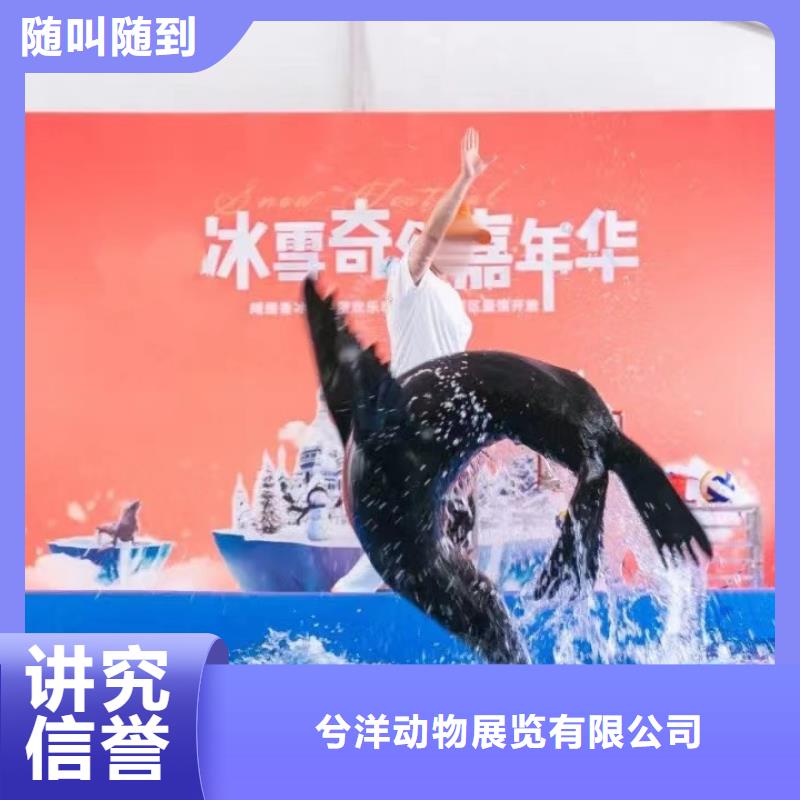 【海洋主题动物表演】海狮表演出租拒绝虚高价