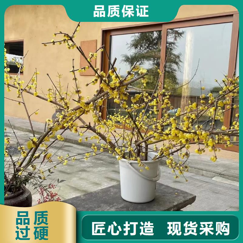仿泥巴漆定制