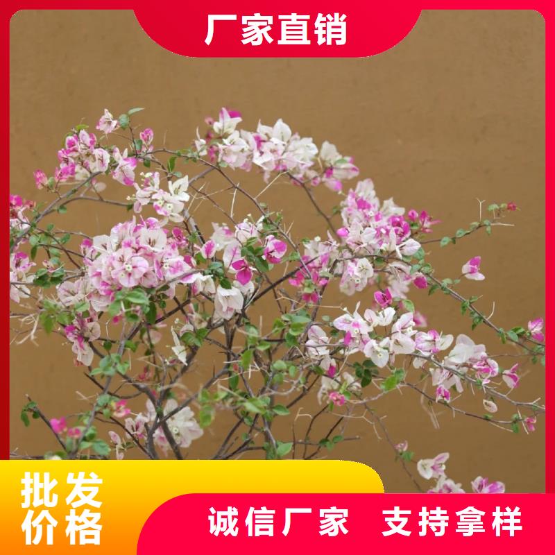 多少钱仿夯土稻草漆支持拿样
