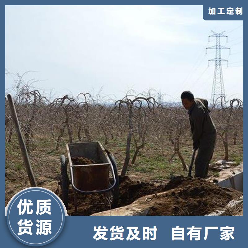 羊粪有机肥腐熟土壤