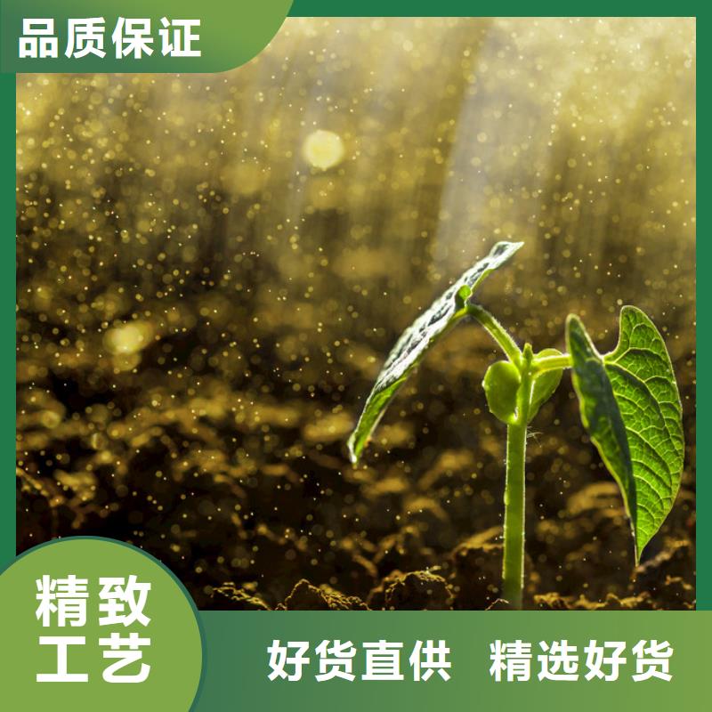 晒干鸡粪行情