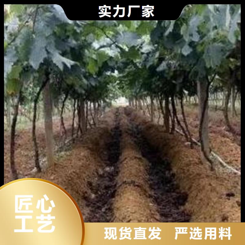 鸡粪有机肥生姜施肥用
