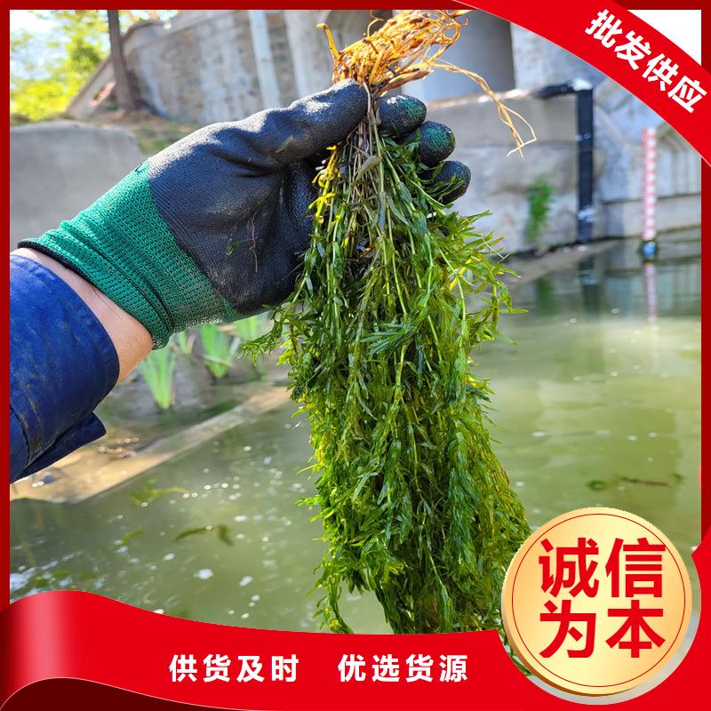 茨藻厂家直销-全国发货