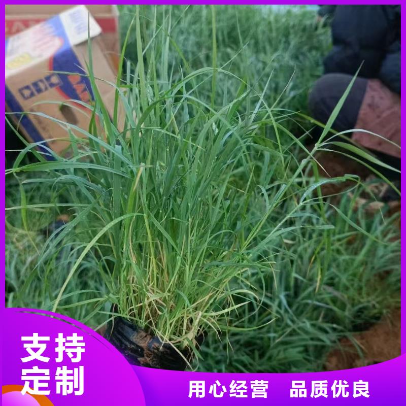 芦苇苗环保材料芦苇苗自营品质有保障