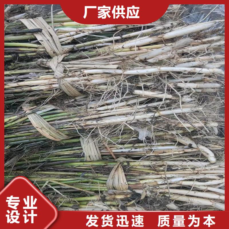 芦苇苗环保材料芦苇苗自营品质有保障