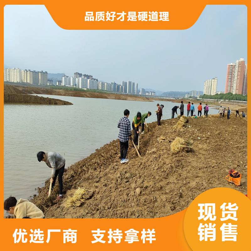 芦苇苗芦苇根茎实体厂家大量现货