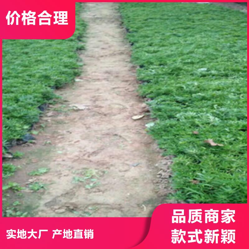 山东青州马兰运到多少钱一盆