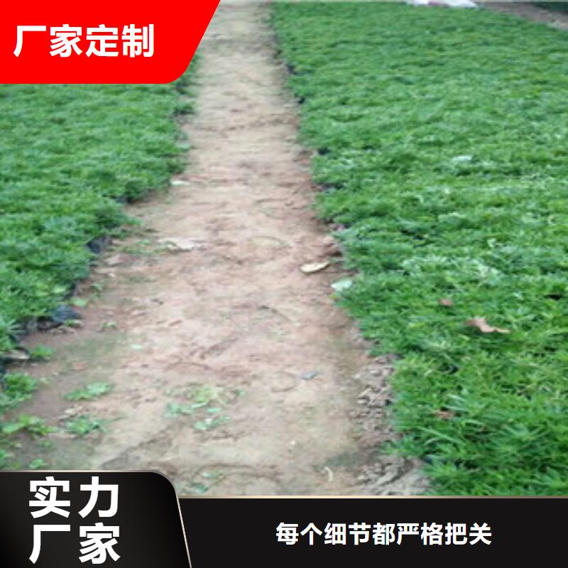 时令草花-时令花卉/绿化草花价格大量现货供应