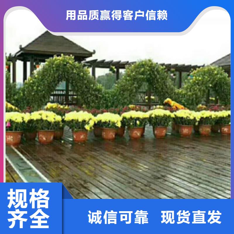 时令草花-花海景观工程客户好评