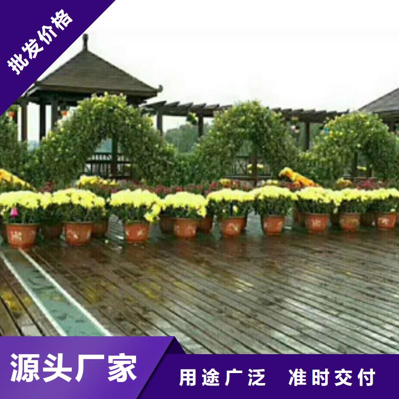 时令草花-时令花卉/绿化草花价格大量现货供应