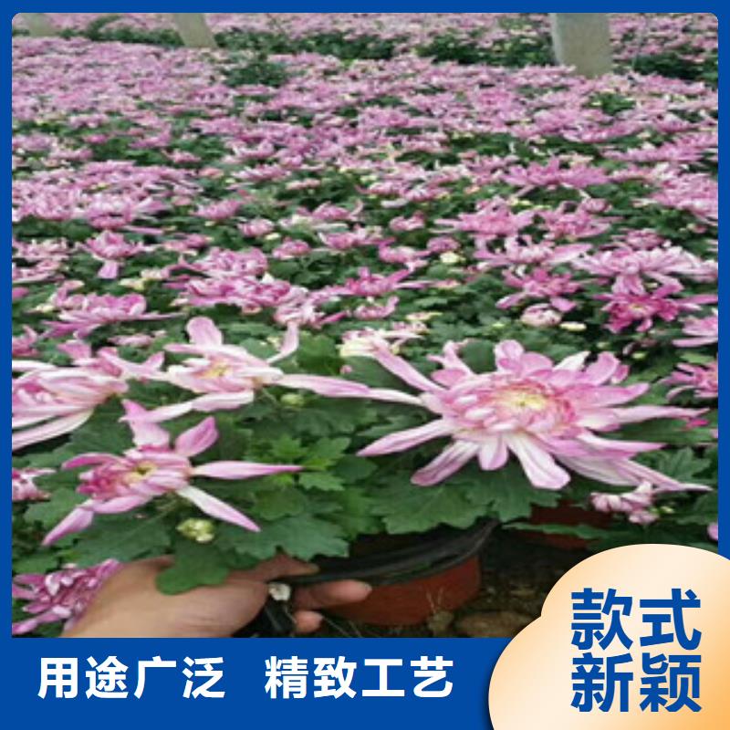 山东青州马兰运到多少钱一盆
