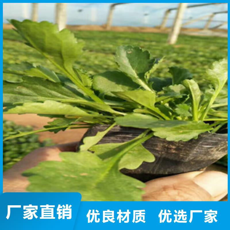 时令草花-花海景观工程客户好评