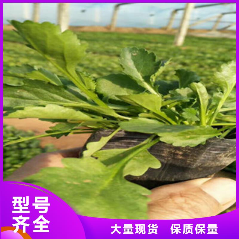山西羽衣甘蓝怎么养