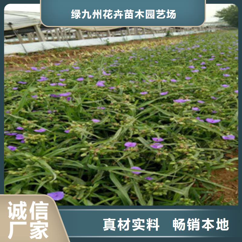 葱兰山东省青州代购代销