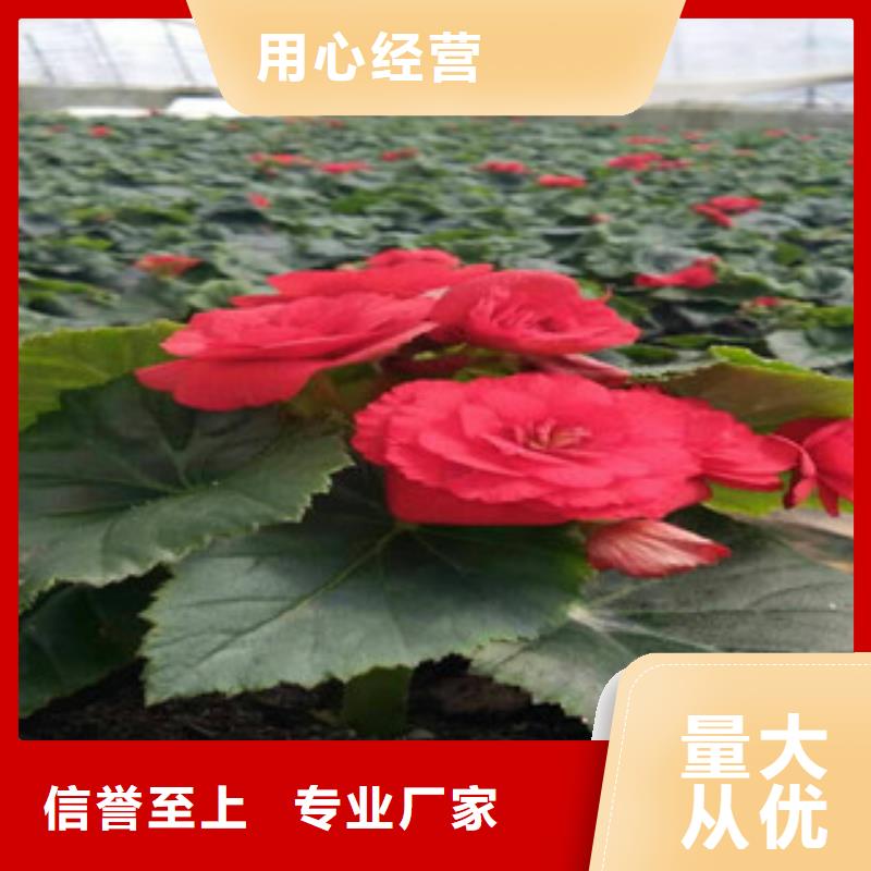 时令草花-时令花卉/绿化草花价格大量现货供应
