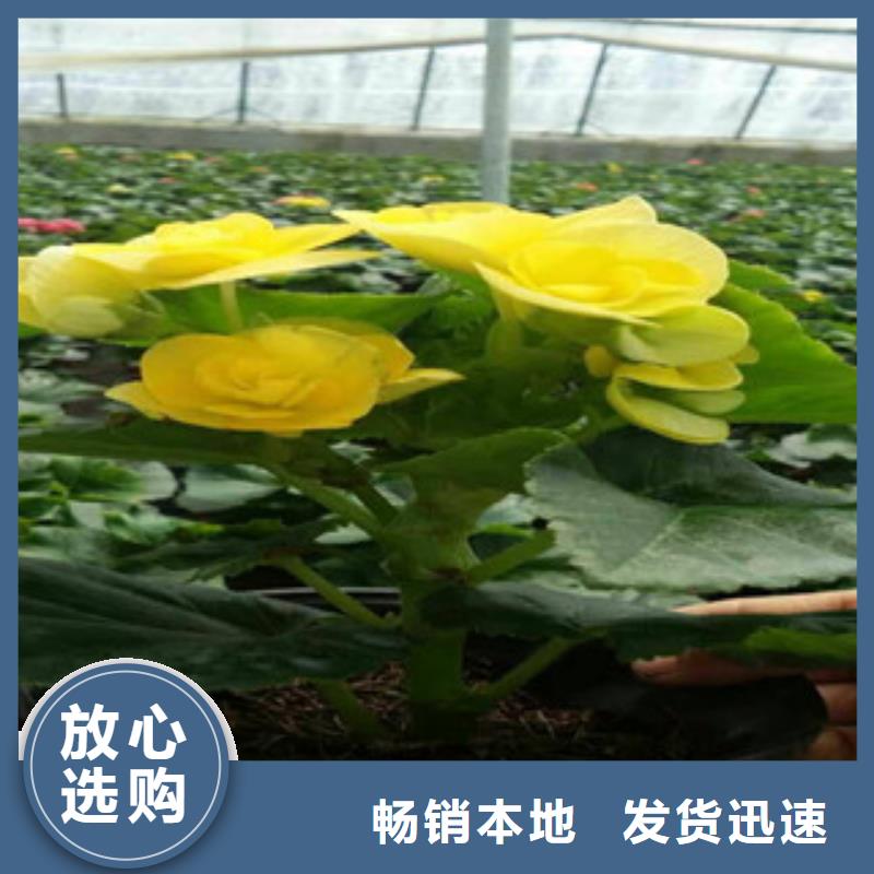 时令草花_宿根花卉基地工厂批发