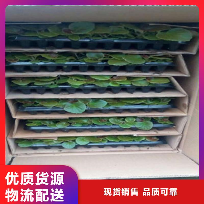 葱兰山东省青州代购代销