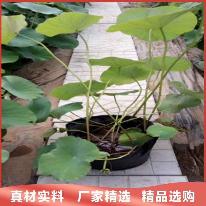 时令草花-花海景观工程客户好评