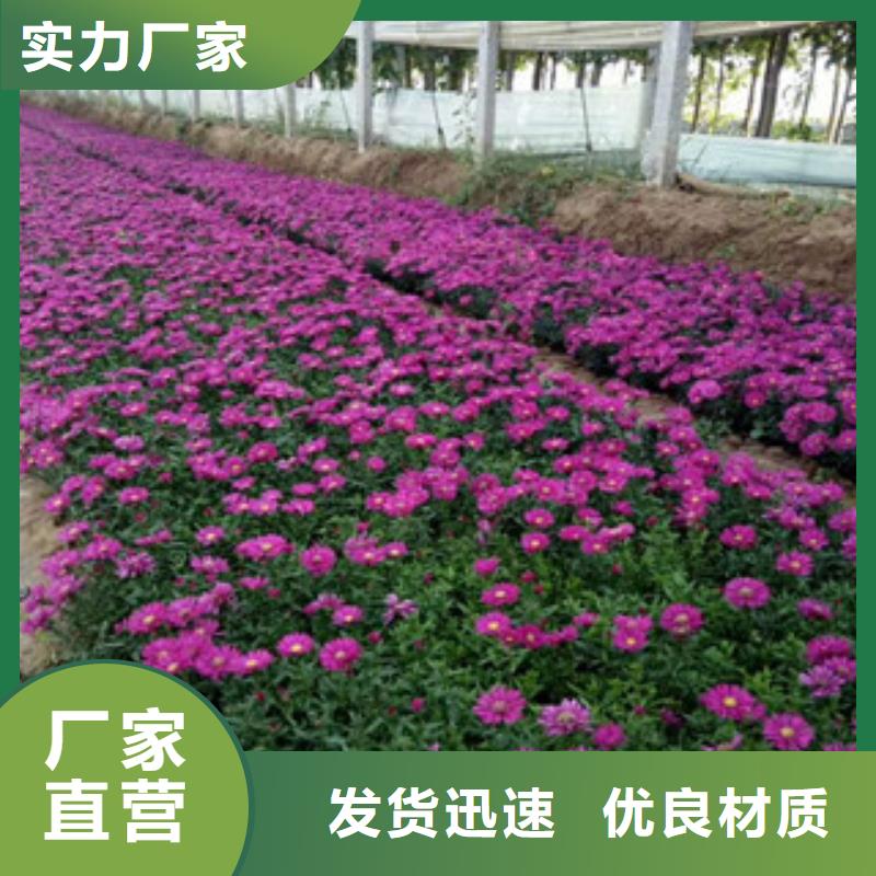 时令草花-花海景观工程客户好评