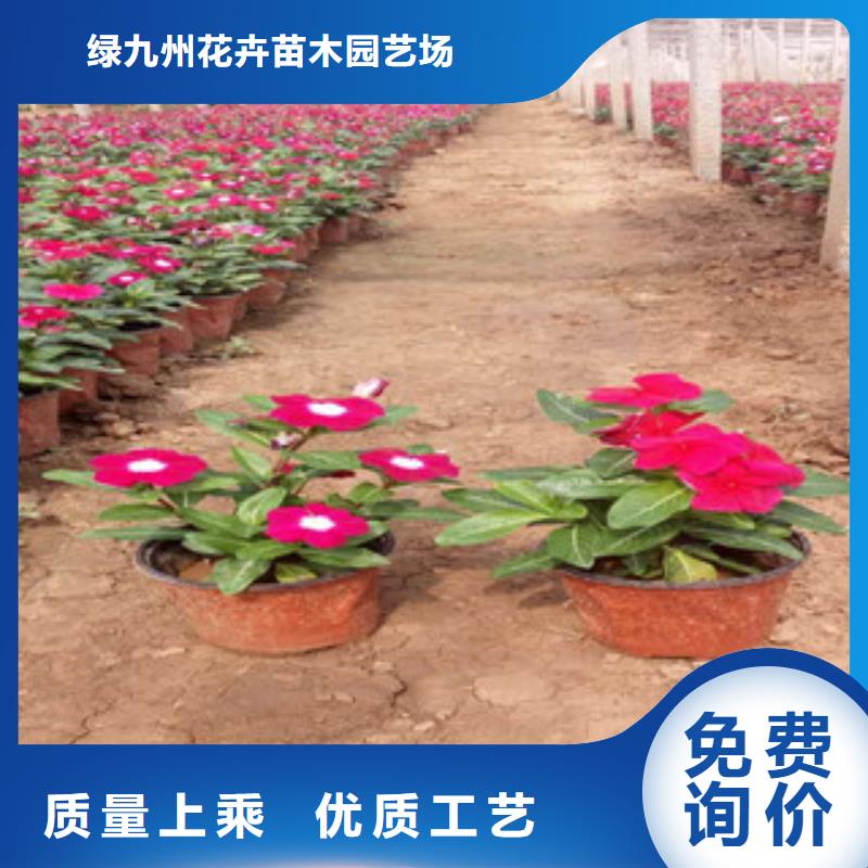 时令草花观赏草/蒲苇狼尾草真材实料